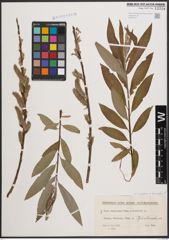 Foto von Salix cinerea L. x Salix viminalis L.
